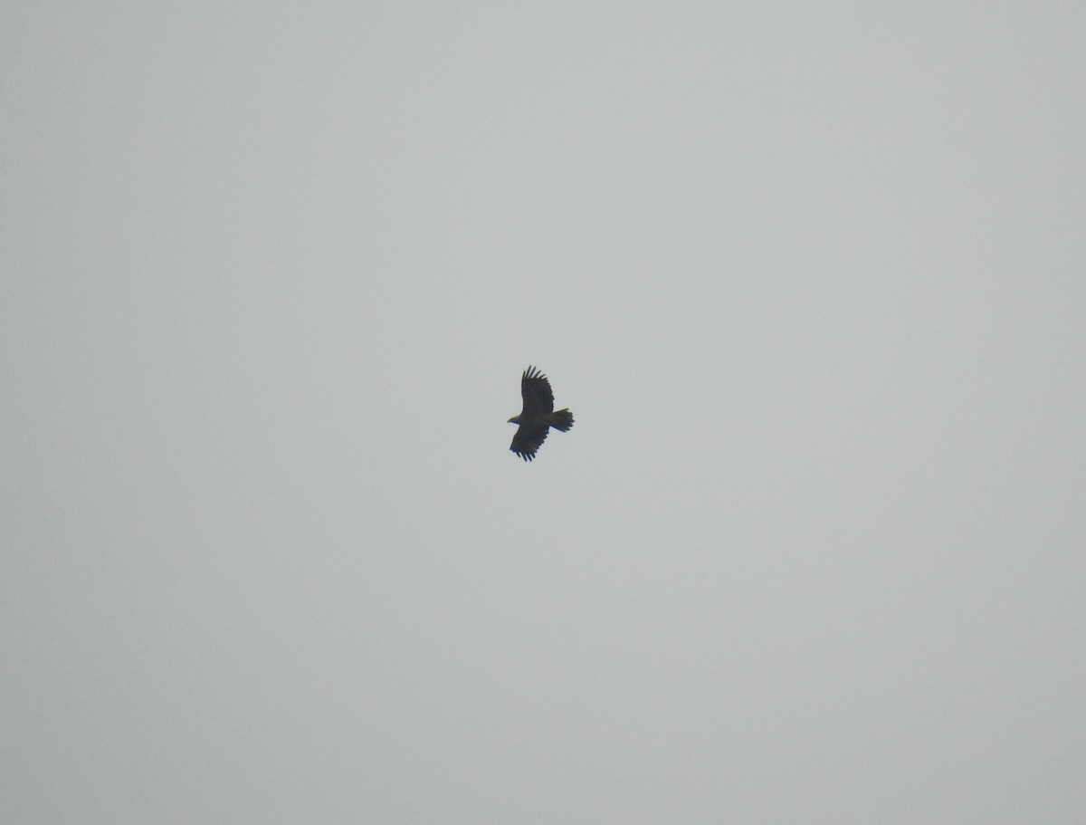 Aigle impérial - ML646513732