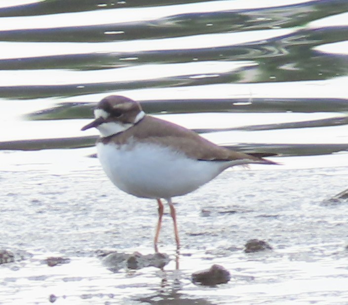 Уссурийский зуёк - ML646513733