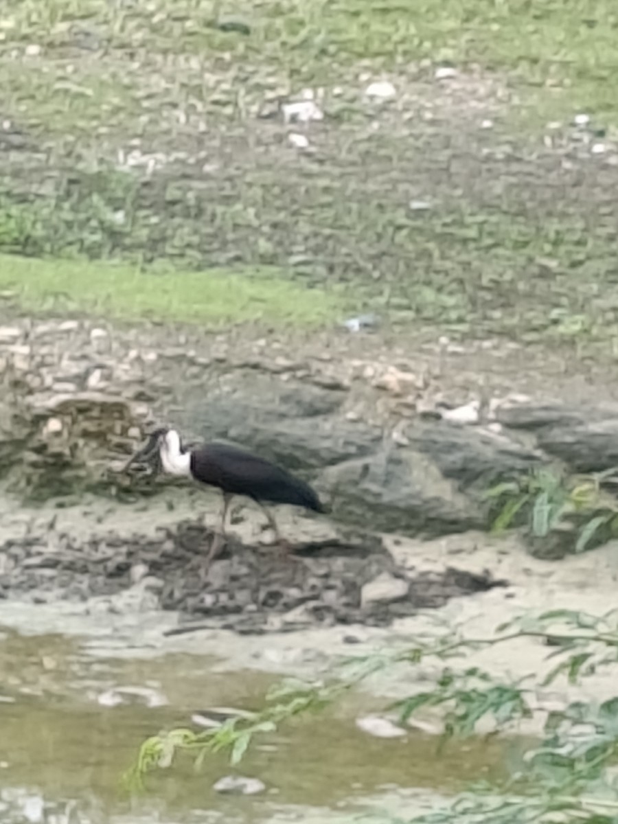 Asian Woolly-necked Stork - ML646513739