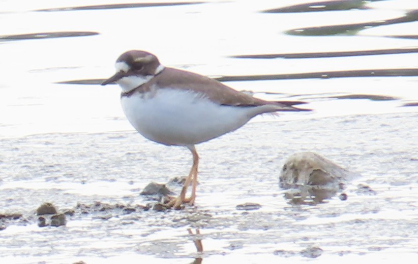 Long-billed Plover - ML646513740