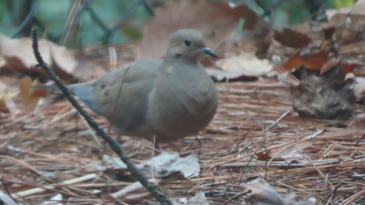 Mourning Dove - ML646513749