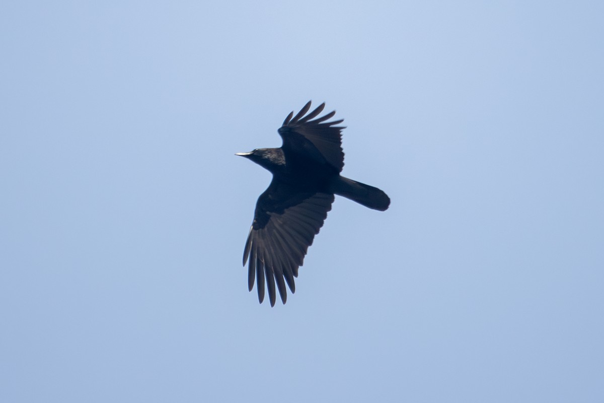 Carrion Crow - ML646513755