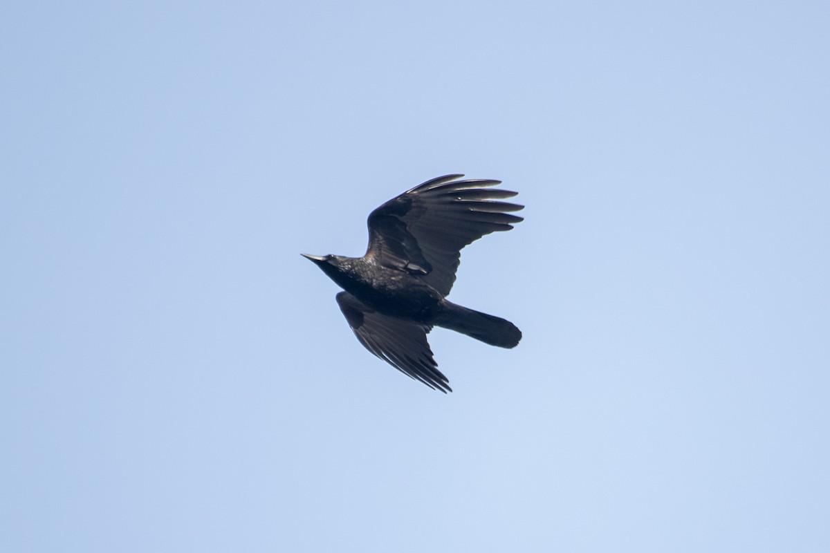 Carrion Crow - ML646513756