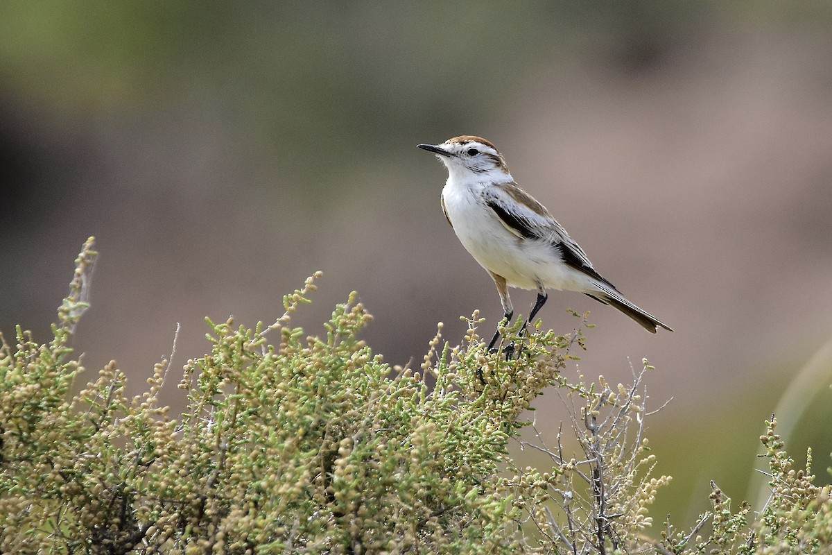 Salinas Monjita - ML646513757