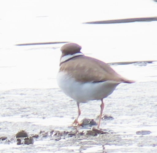 Long-billed Plover - ML646513759
