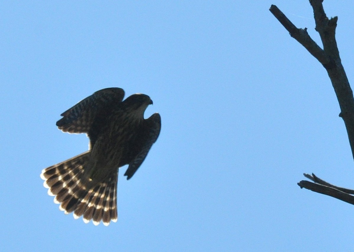 Merlin - ML646513760