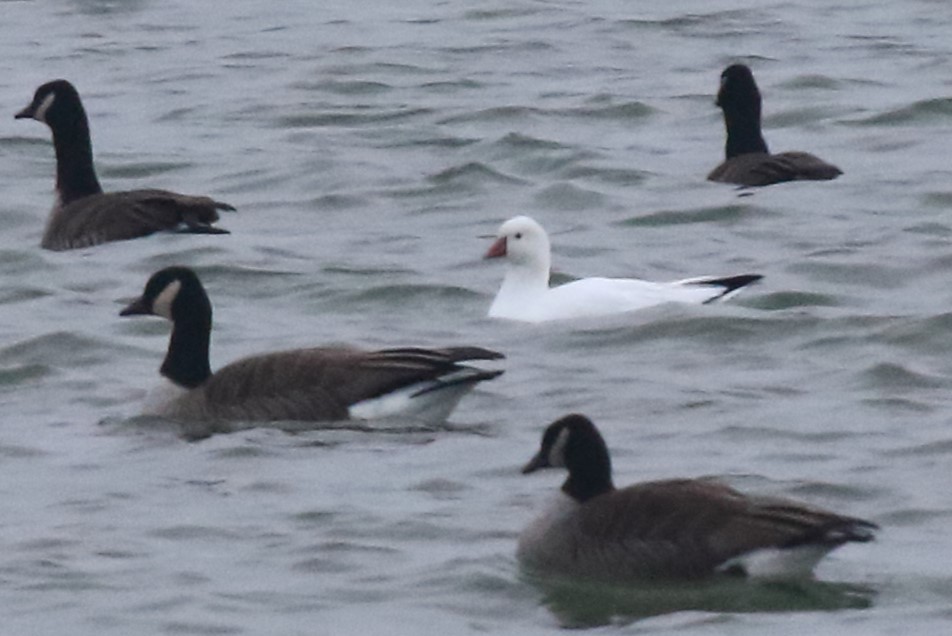 Ánsar de Ross - ML646513762