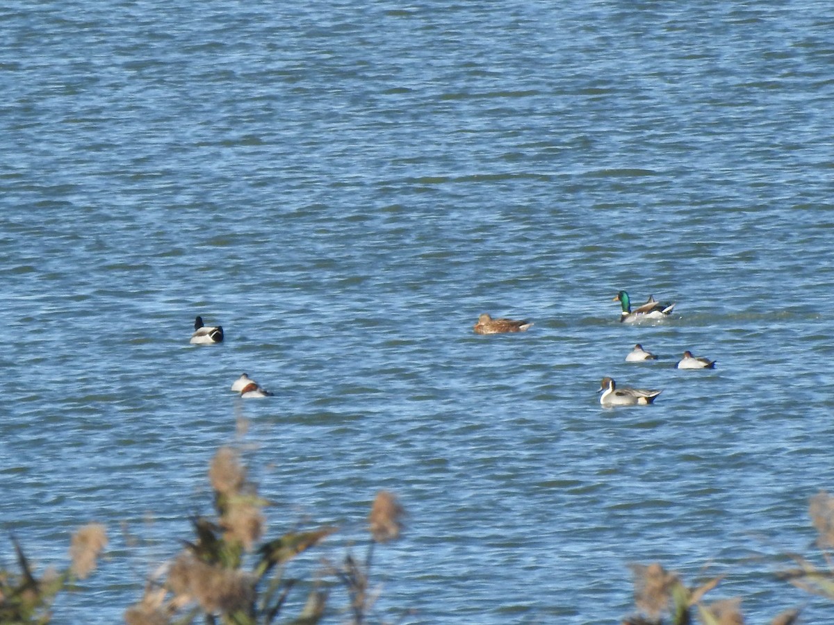 Kılkuyruk - ML646513768