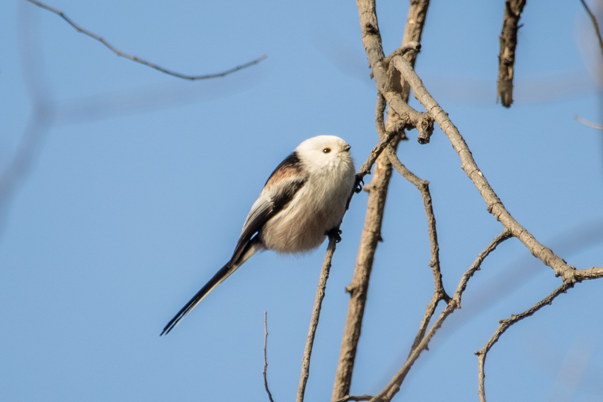 Long-tailed Tit - ML646513771