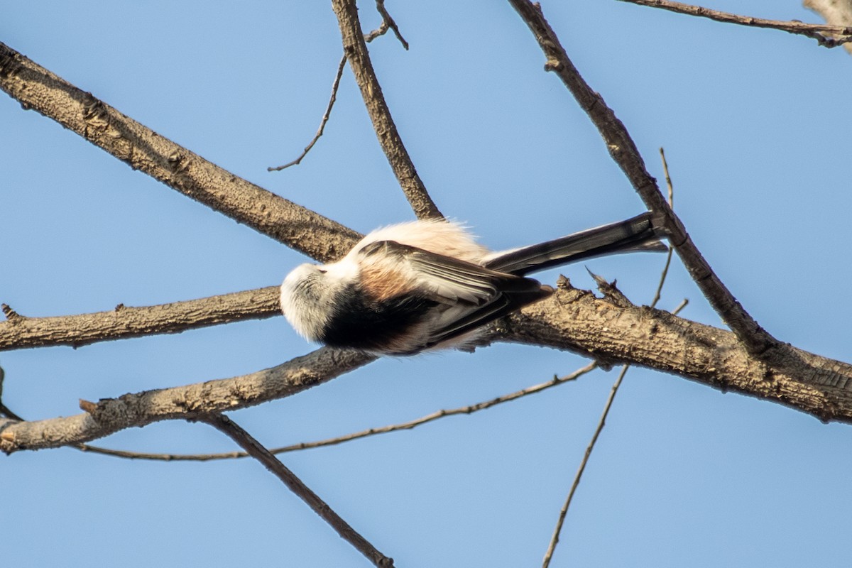 Long-tailed Tit - ML646513772
