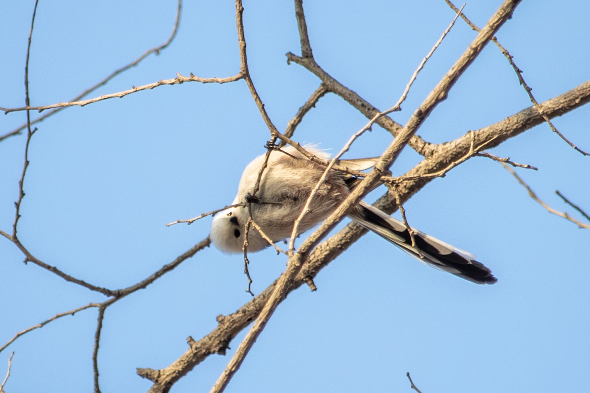 Long-tailed Tit - ML646513773