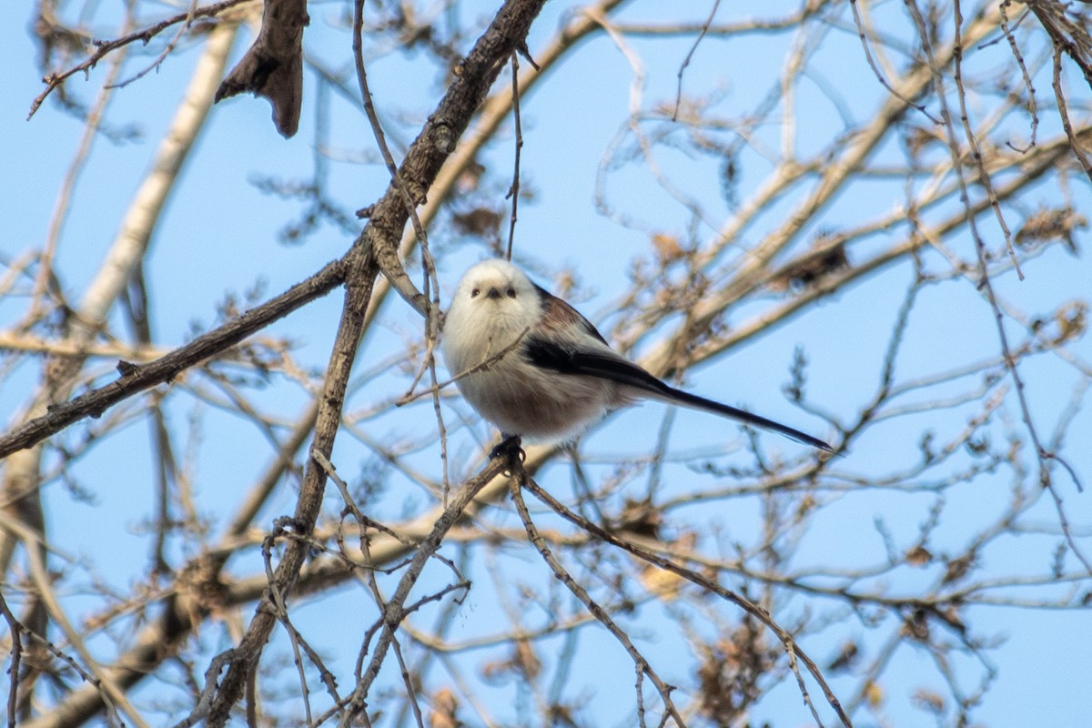 Long-tailed Tit - ML646513774