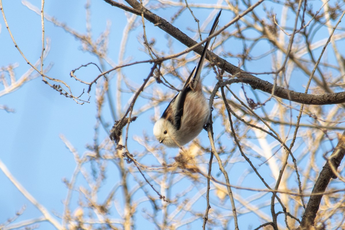 Long-tailed Tit - ML646513775