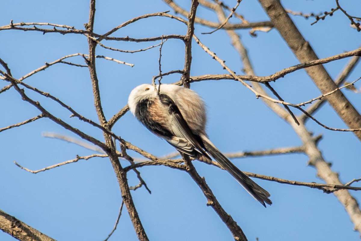 Long-tailed Tit - ML646513776