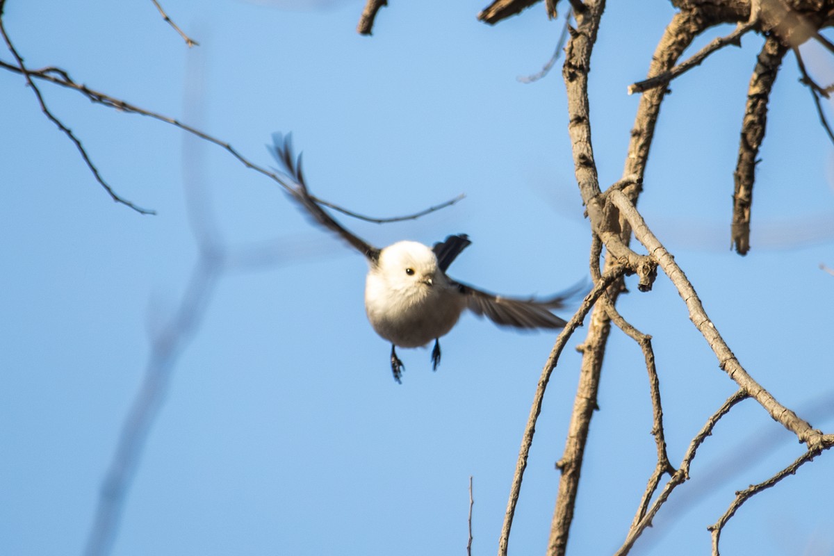 Long-tailed Tit - ML646513777