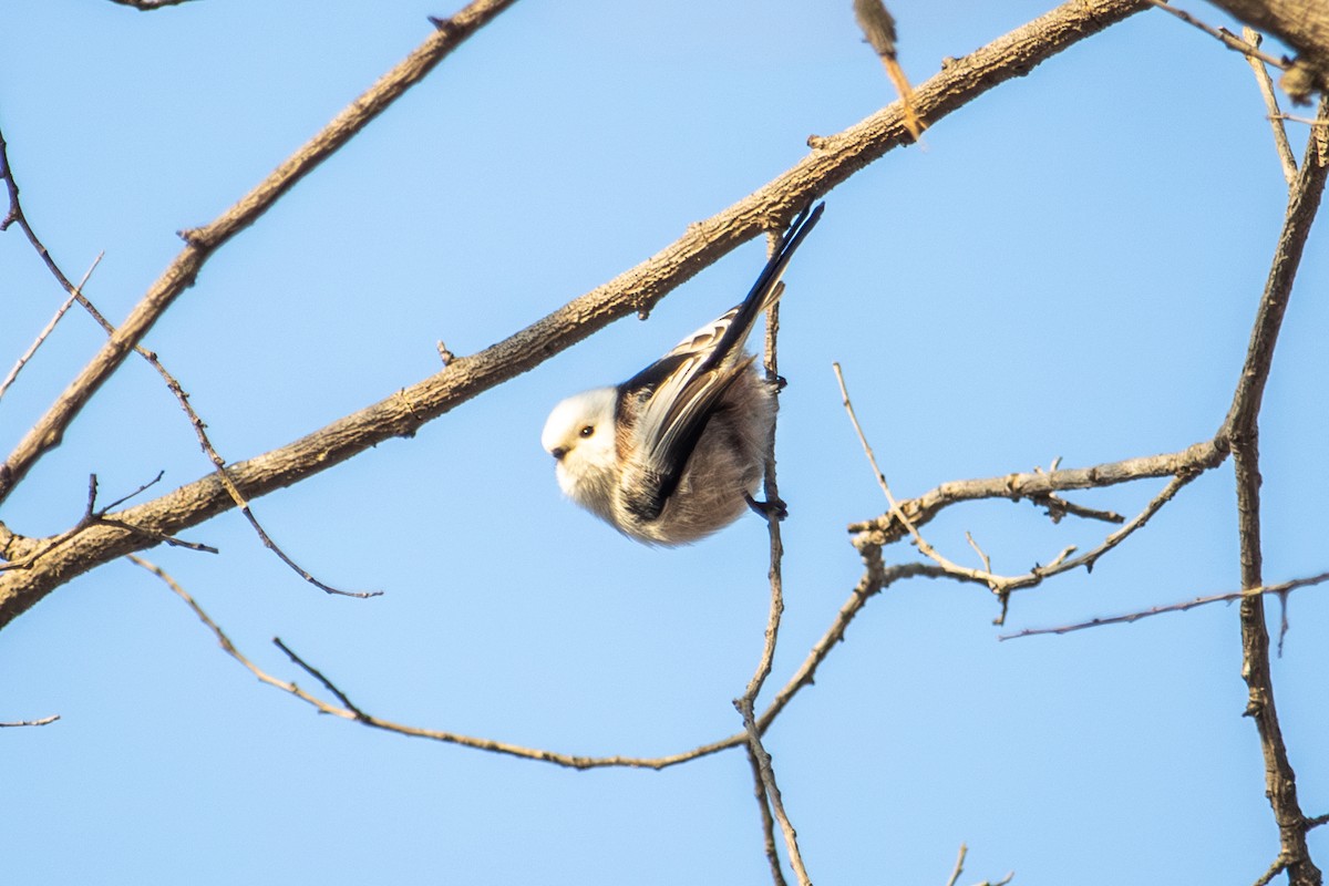 Long-tailed Tit - ML646513778