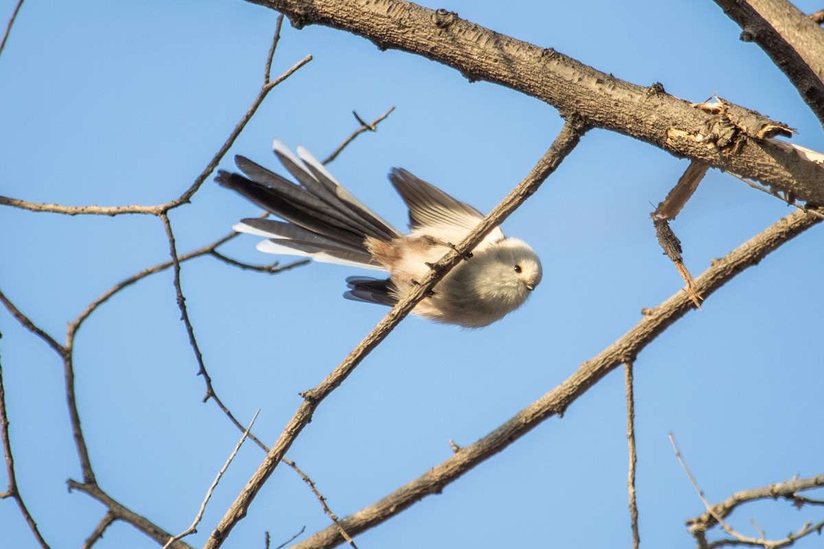 Long-tailed Tit - ML646513779