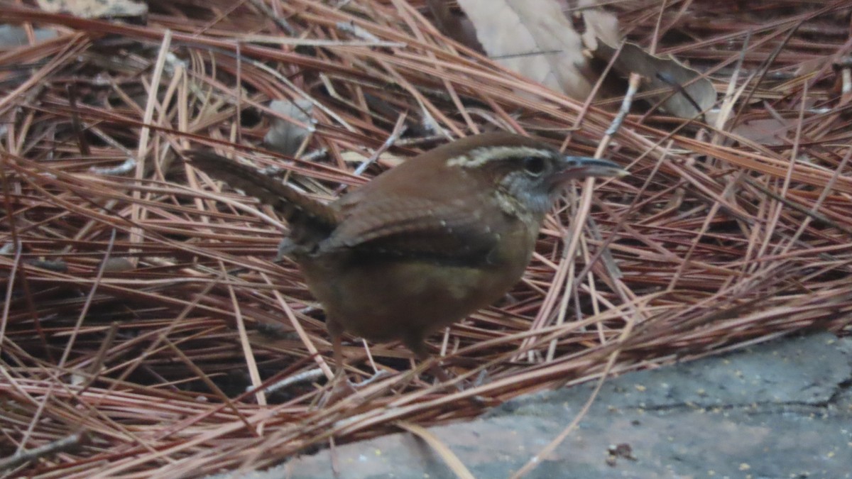 Carolina Wren - ML646513780