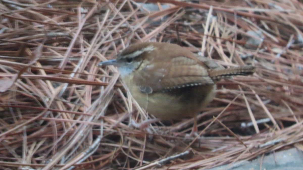 Carolina Wren - ML646513781