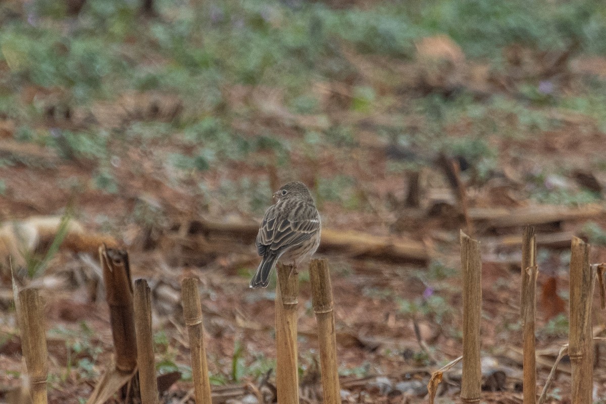 Vesper Sparrow - ML646513782