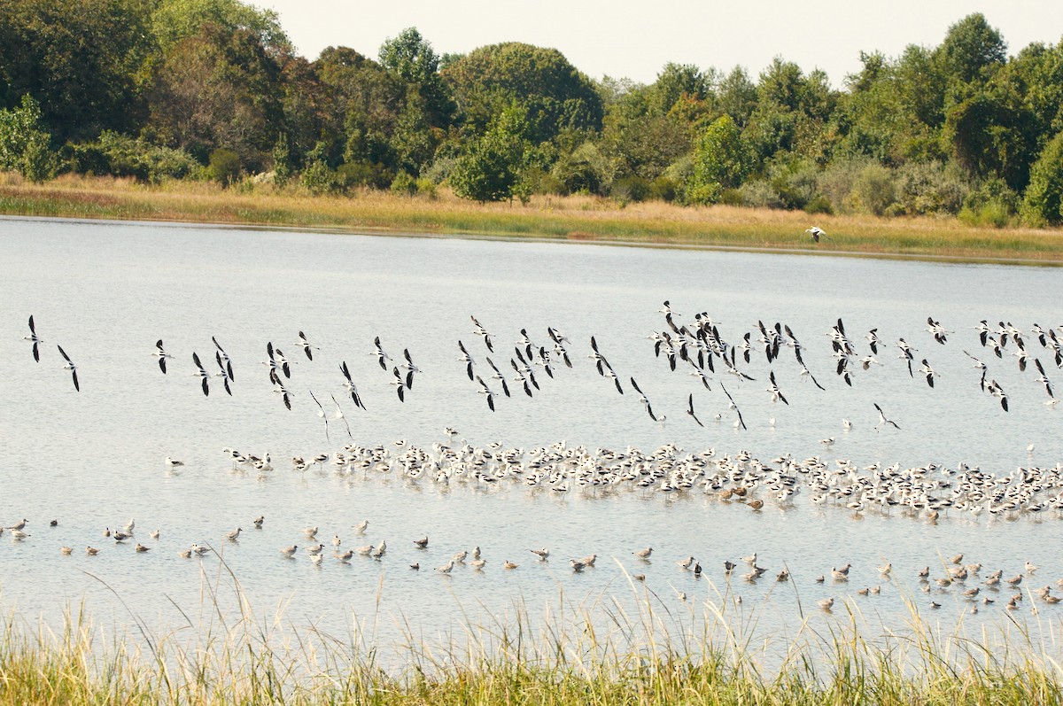 American Avocet - ML646513783