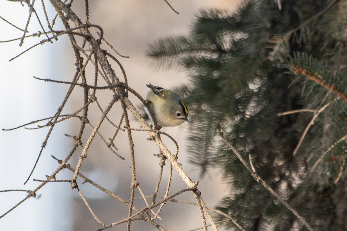 Goldcrest - ML646513784