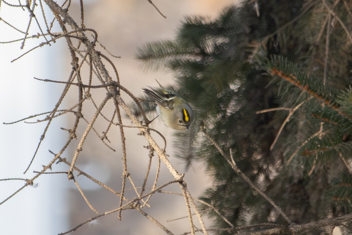 Goldcrest - ML646513785
