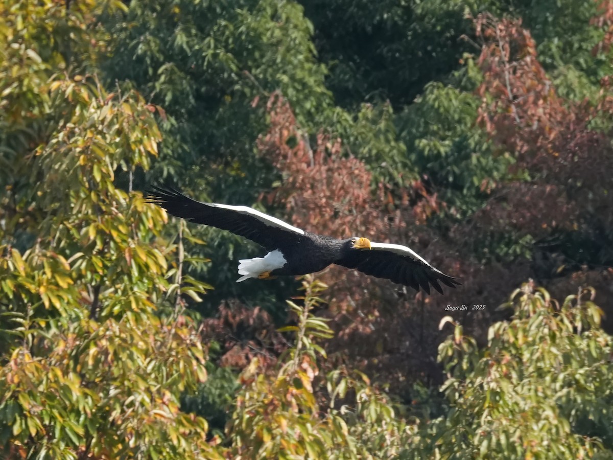 Steller's Sea-Eagle - ML646513786