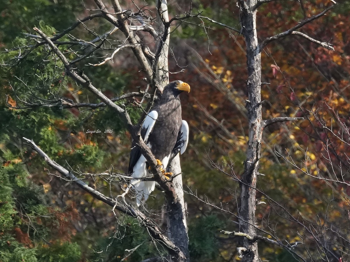 Steller's Sea-Eagle - ML646513787