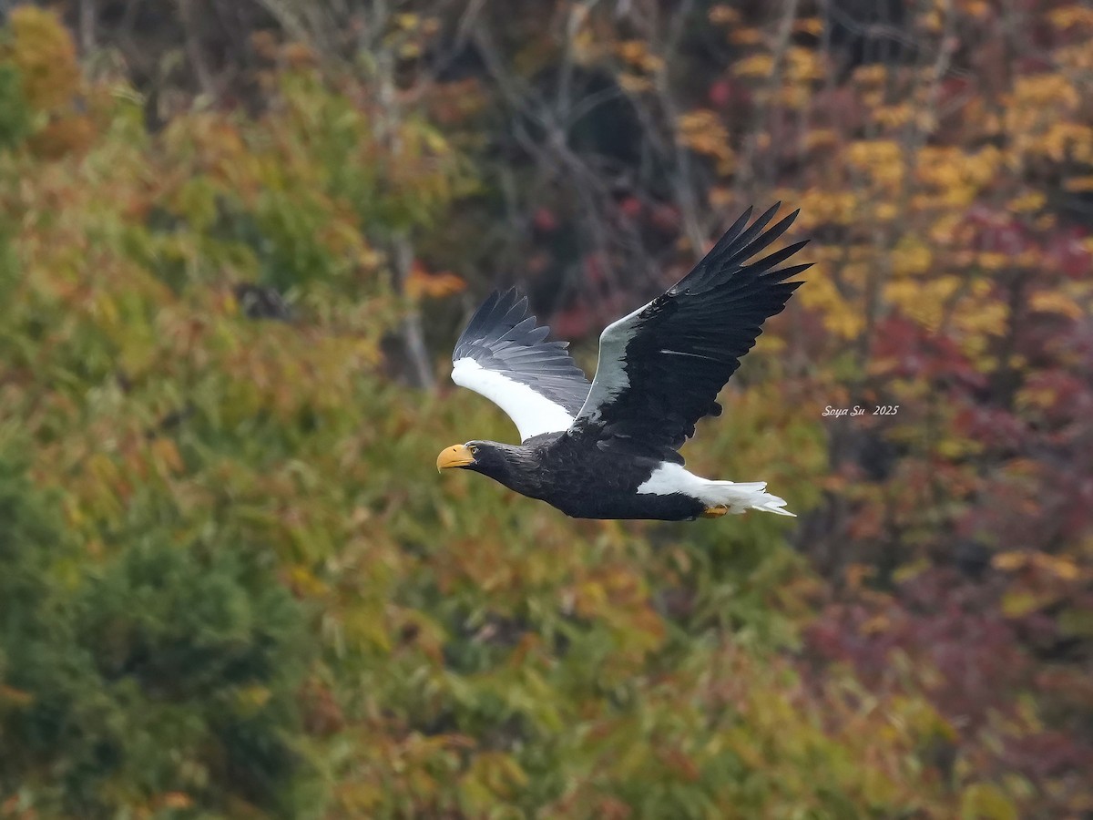 Steller's Sea-Eagle - ML646513788