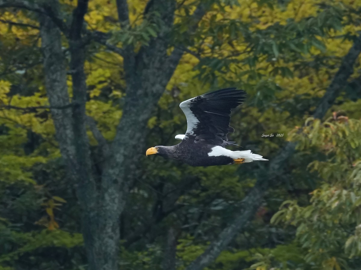 Steller's Sea-Eagle - ML646513789