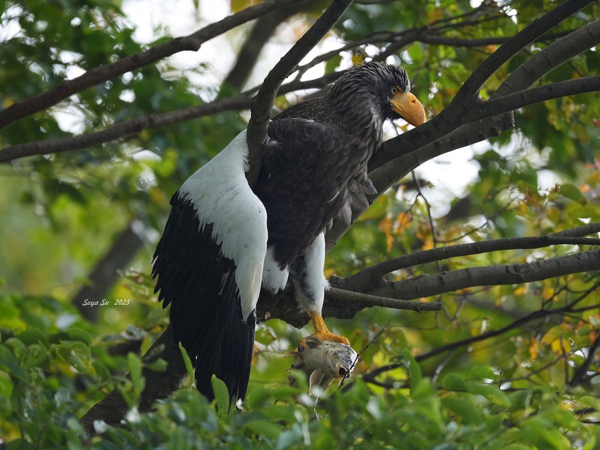 Steller's Sea-Eagle - ML646513790