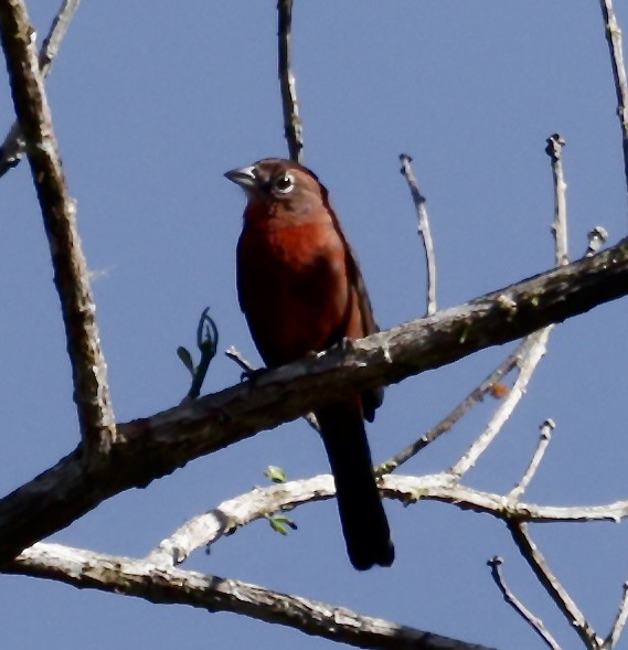 Red-crested Finch - ML646513791