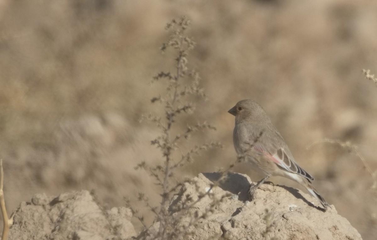 ハシグロナキマシコ - ML646513792