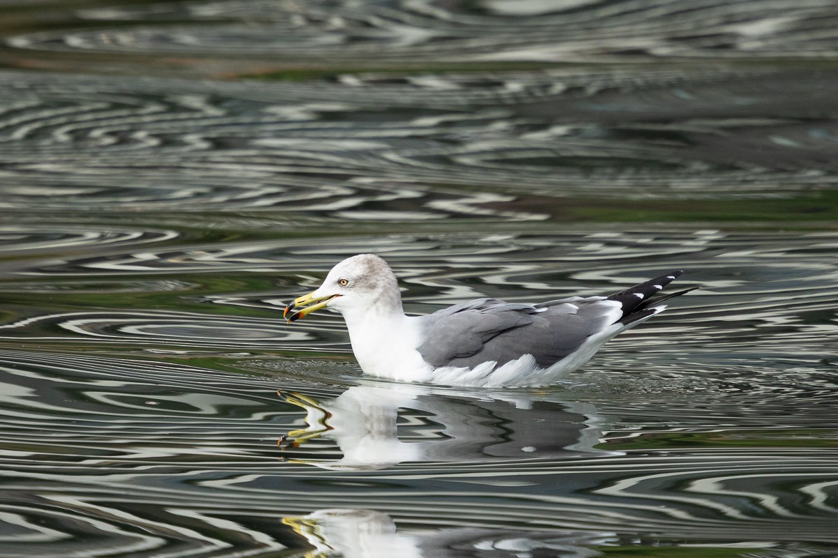 Black-tailed Gull - ML646513793