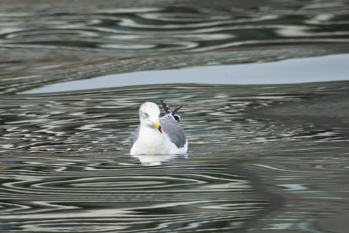 Black-tailed Gull - ML646513795