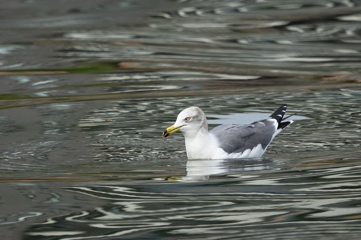 Black-tailed Gull - ML646513796