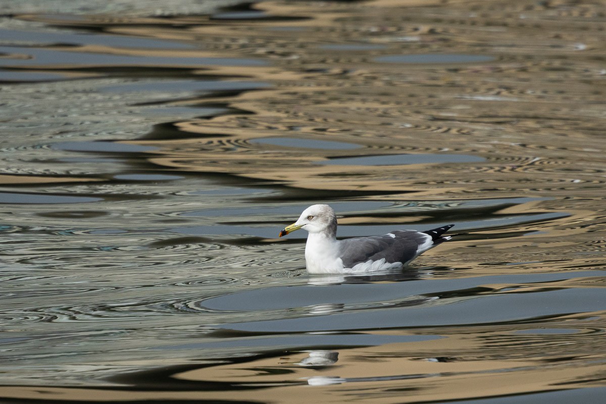 Black-tailed Gull - ML646513797