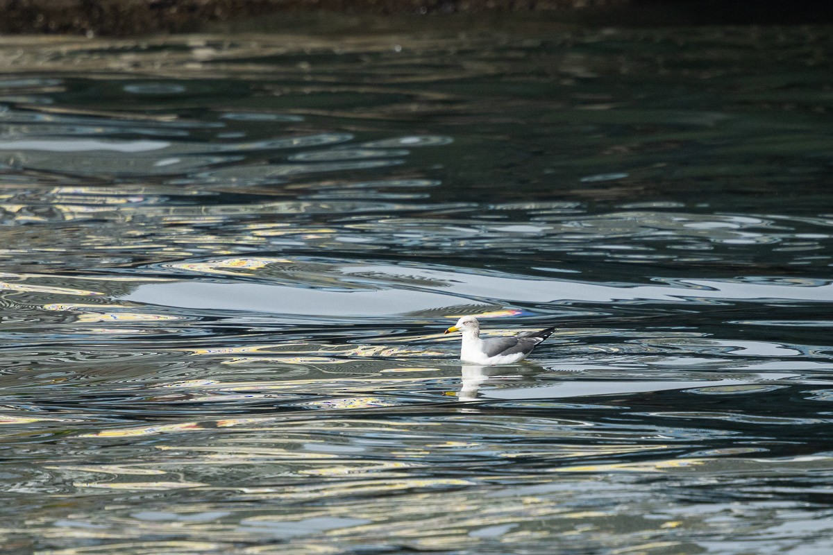 Black-tailed Gull - ML646513798