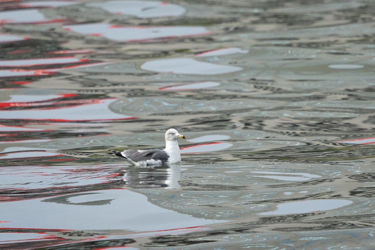 Black-tailed Gull - ML646513799