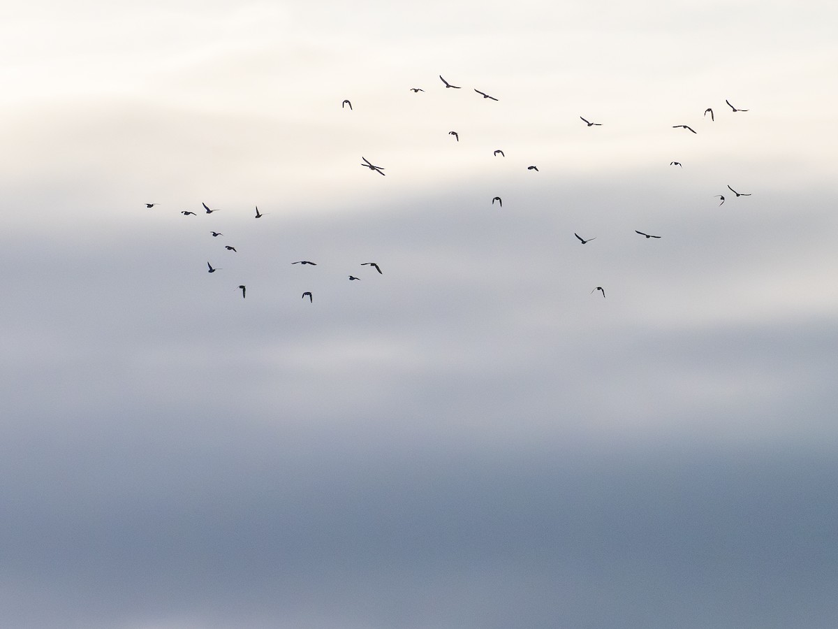 White-winged Parakeet - ML646513802