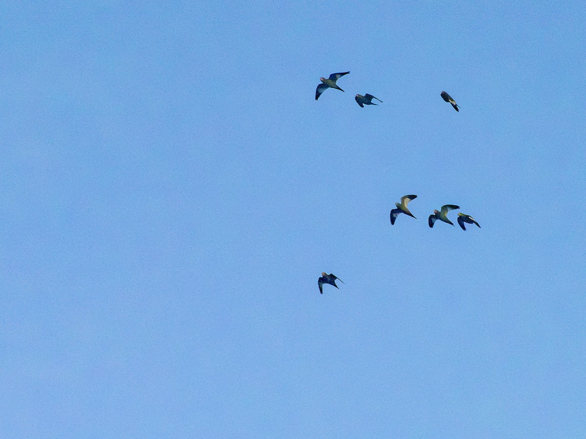 White-winged Parakeet - ML646513803