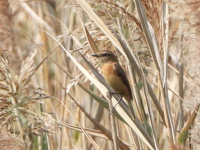 bramborníček východoasijský - ML646513805