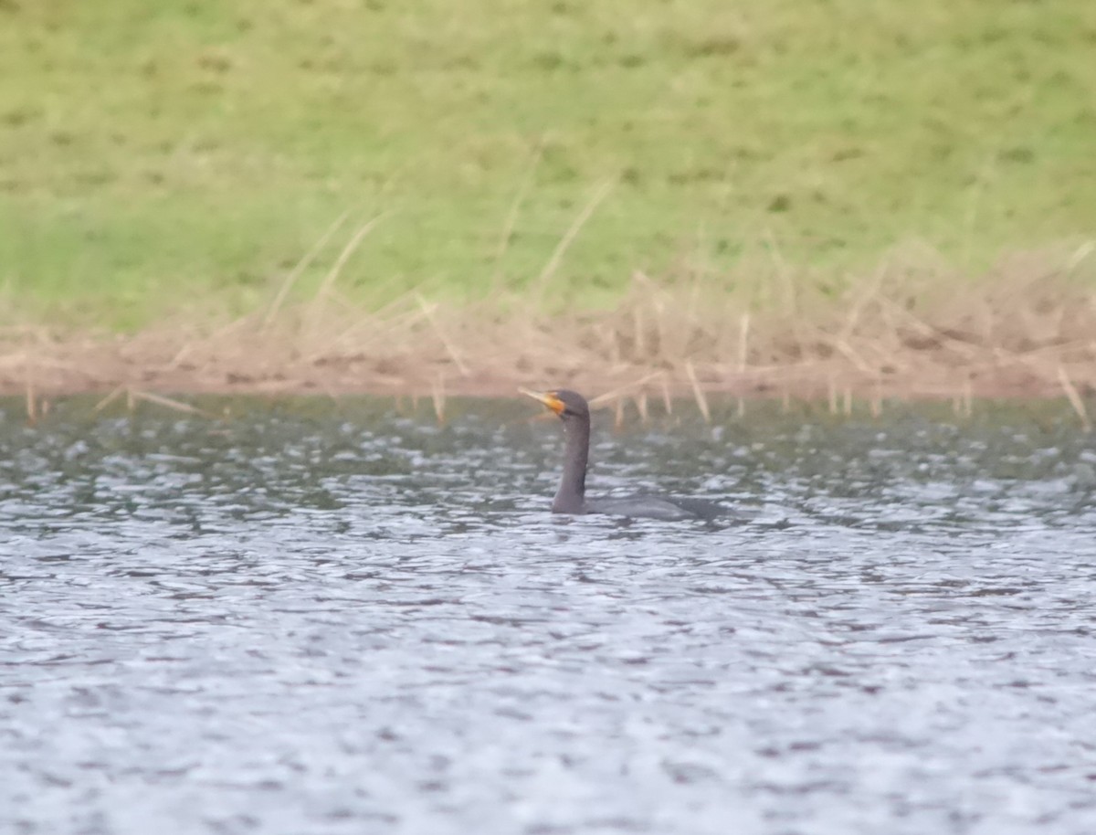 Ушастый баклан - ML646513807