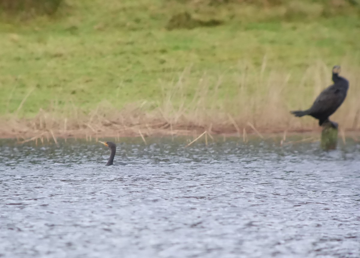 Ушастый баклан - ML646513808