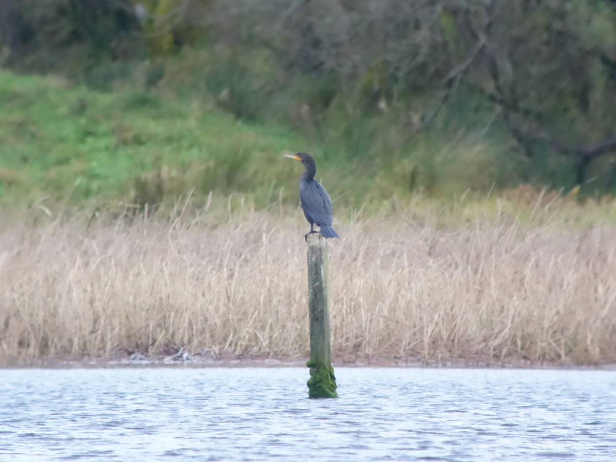 Ушастый баклан - ML646513809