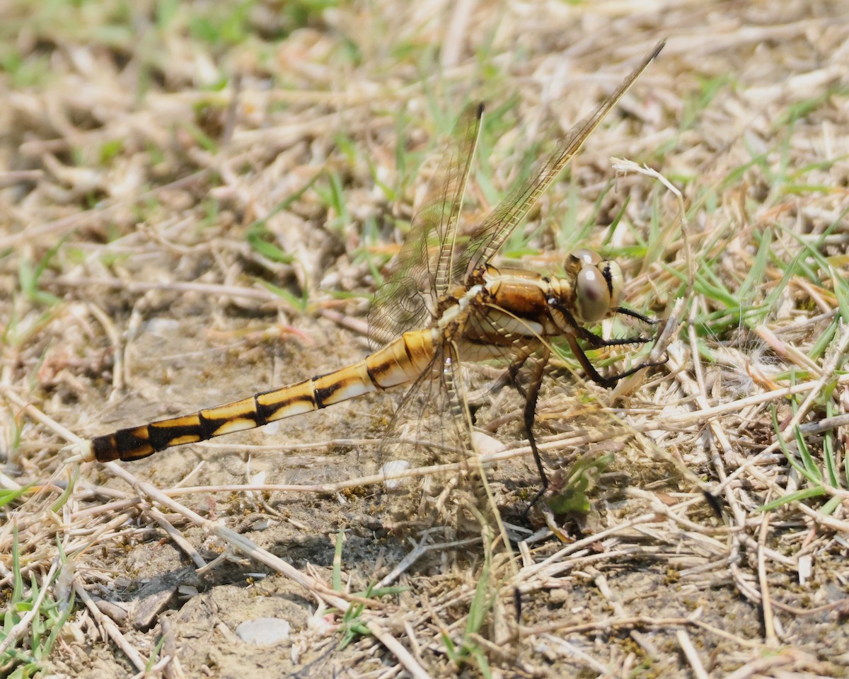 Dragonflies and Damselflies - ML646513810