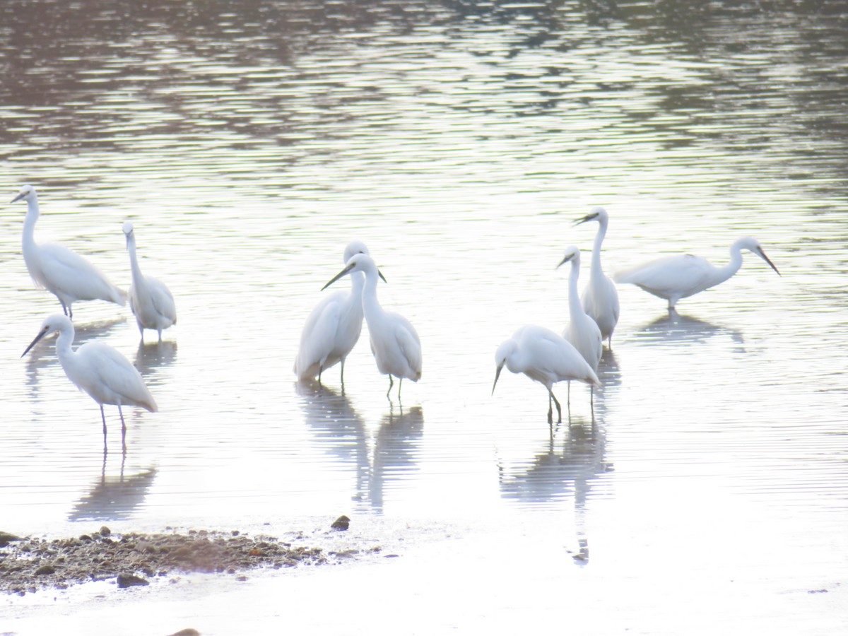 Little Egret - ML646513811