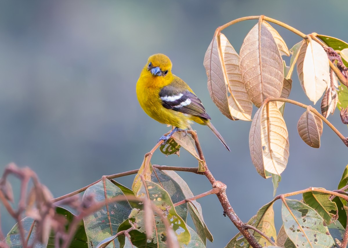 Ak Kanatlı Piranga - ML646513813