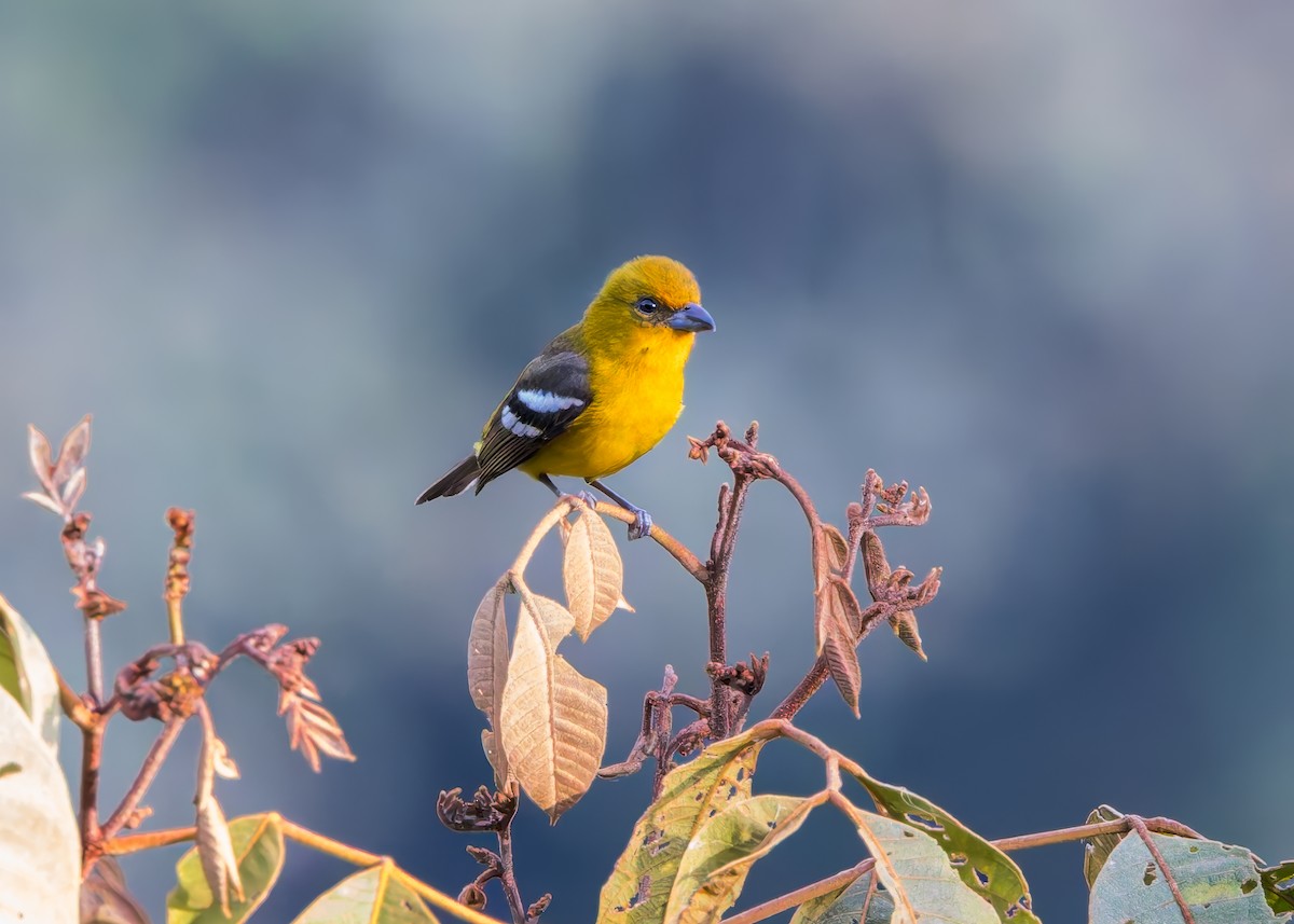 Ak Kanatlı Piranga - ML646513814